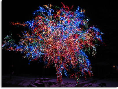 The Magic Tree
